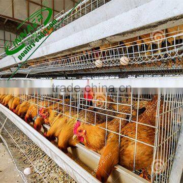 high capacity battery cage in animal cage