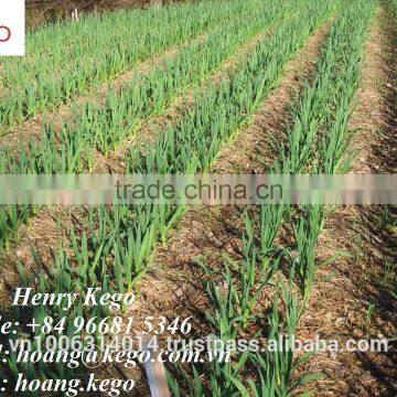 Fresh White Garlic Crop 2016 photo-3