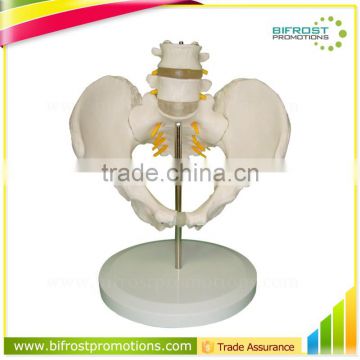 High Quality Human Body Anatomy Pelvis Spine Model