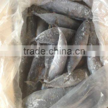 Sea Frozen Bonito Tuna photo-4