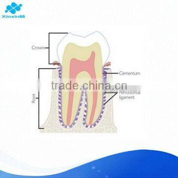 tooth microscope slide for education medical science study