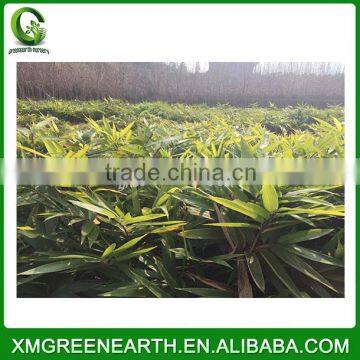 PHYLLOSTACHYS PUBESCENS -- Moso Bamboo Small Plant in Plastic Pots (3)