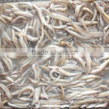 Frozen sand lance wholesale