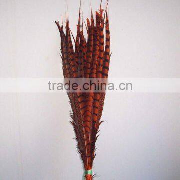 Dyed Lady Amherst Pheasant Tails