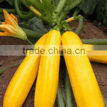 Yellowbeauty 3 early maturity good commercial f1 squash seeds