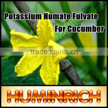 FAQ 1--Potassium Humate Fulvate Fertilizer For Cucumber In Greenhouse