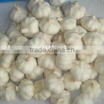 China Fresh Normal Garlic Pure White Garlic For Sale