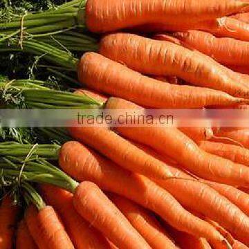 Fresh Carrot India/Fresh New Crop 2016 Carrot photo-3