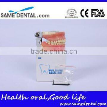 Dental Surgical Integrated Model Teaching Demonstration Teeth Model