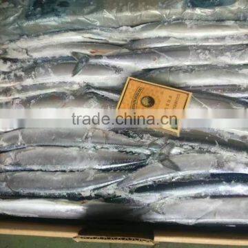 2016 new catching frozen pacific saury whole round