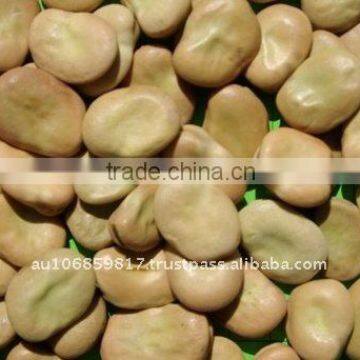 Broad Beans Faba Beans Fava Beans