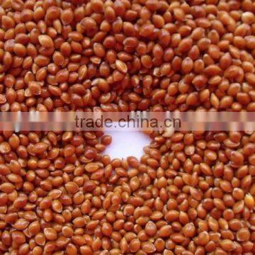 Hot Sale Best Price of Red Broomcorn Millet 2016 Crop Market Price photo-4