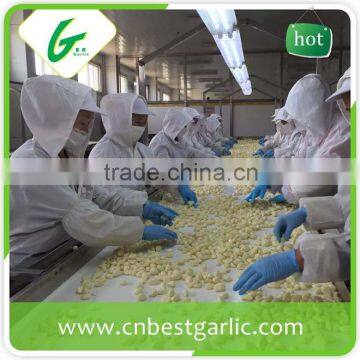 Fresh Peeled Garlic Bag Packing photo-3
