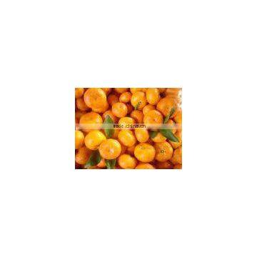 china Mandarin Orange