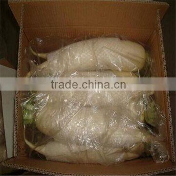 White Raddish for Canada Market