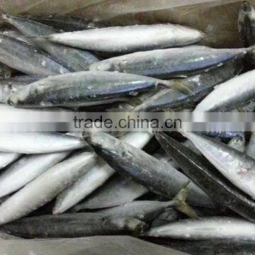 Best Price IQF Frozen long bodied scad mackerel