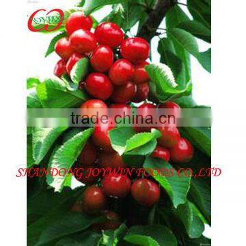 Canned cherry new crop fruit in syrup supplier