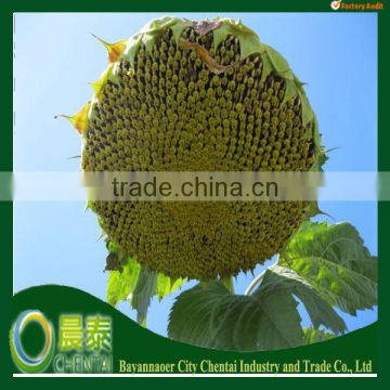 Hot Sell Bird Striped High Quality Hulled New Sunflower Seeds