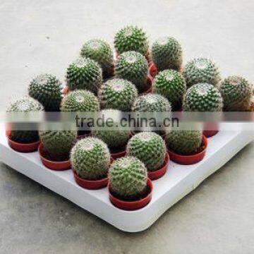 Notocactus Haselbergii