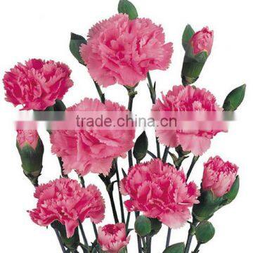 Kunming export Ornamental carnation flowers fresh Carnation fresh flowers best price