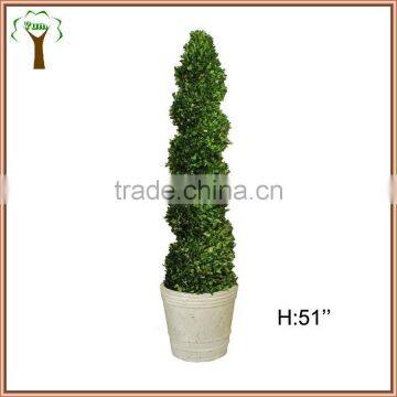 spiral preserved boxwood tree in 51inches tall
