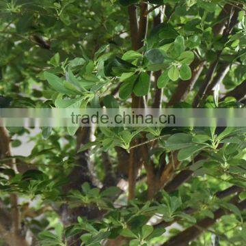 Artificial Large Outdoor Money Tree Green Large Artificial Decorative Rich Tree Money Plant Tree photo-2