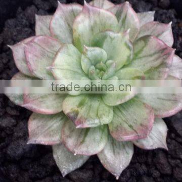 Echeveria Silver Prince Variegated, Decorative Plants Echeveria, Succulent Plants, Tropical photo-2
