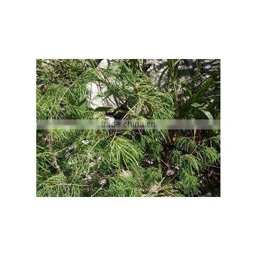 Asparagus Racemosus photo-3