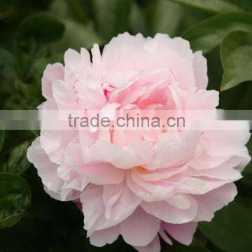 Fresh stylish peony flower marking in china