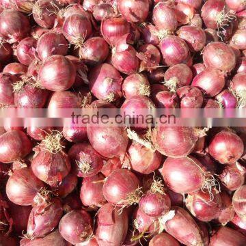 2015 New Crop Good Quality of the Onion photo-5