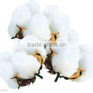 RL2 hybrid cotton seed for planting,