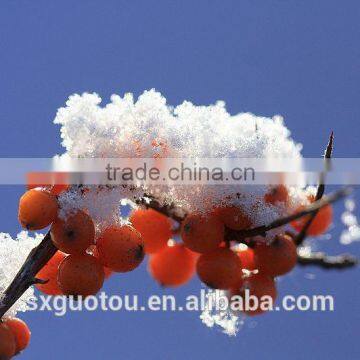 Organic Green Seabuckthorn Fruit Oil photo-5