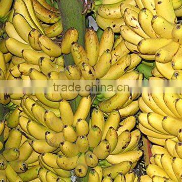Fresh Sweet Banana photo-3