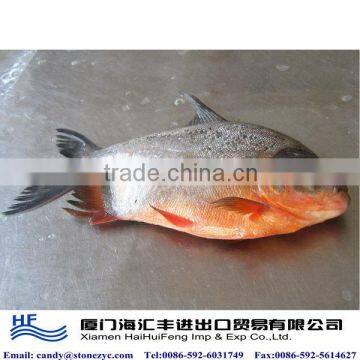 High quality farming fish pomfret