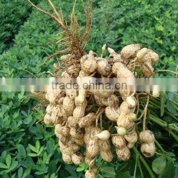 Chinese raw peanut in shell (11/13)