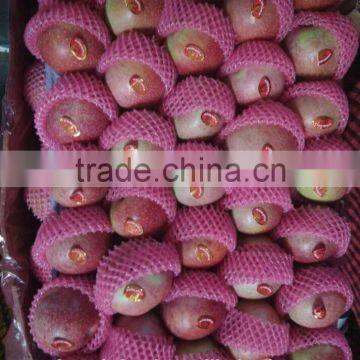 Bangladesh Market 150-198# Qinguan Apple photo-2