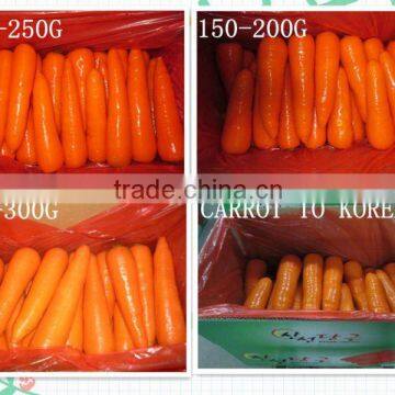 CARROT FROM HEBEI GUYUAN PLANT(HIGH QUALITY WITH GOOD PRICE)