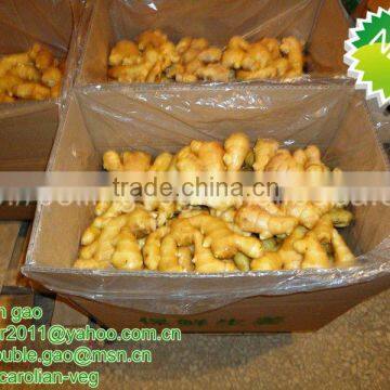 New Crop fresh yellow ginger(2012)