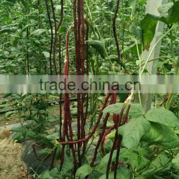 High Quality Chinese vegetable seeds Purple Long Bean Seeds Cowpea Seeds Yard Long Bean Seeds For Cultivation-9802