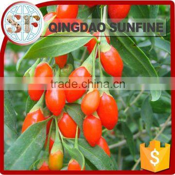 Organic Certificated Goji Berry Price Chinese Wolf Berry Red Goji Dried Goji