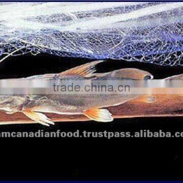 High Quality Block Frozen Sea Fish