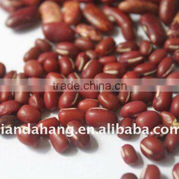 Adzuki Beans in Season