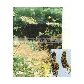 Radix Angelicae Sinensis extract powder 5:1 Water Soluble