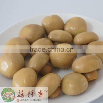 Canned Champignon Mushroom of Factory Price photo-2