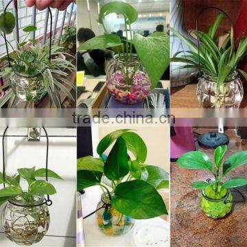 Hang Transparent Glass Vase/Other Copper Grass Plants Hang Bottle Hydroponic Flower Pot photo-5
