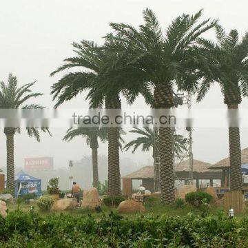 2015 hot sale artificial date palm tree plastic palm tree sale