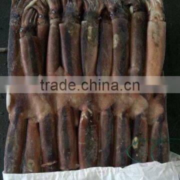 Fishing Product of Illex Squid photo-2