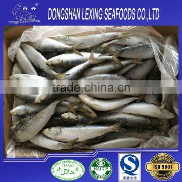 Good quality frozen sardine prices