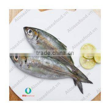 SCAD: ROUND/ LAYANG/ YELLOW TAIL/ YELLOWSTRIPE/ BIG EYES photo-4