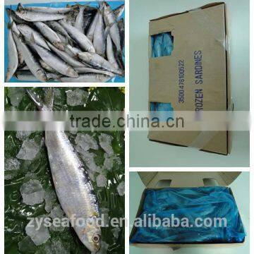 Light Caught Frozen Fresh Sardine Fish photo-3